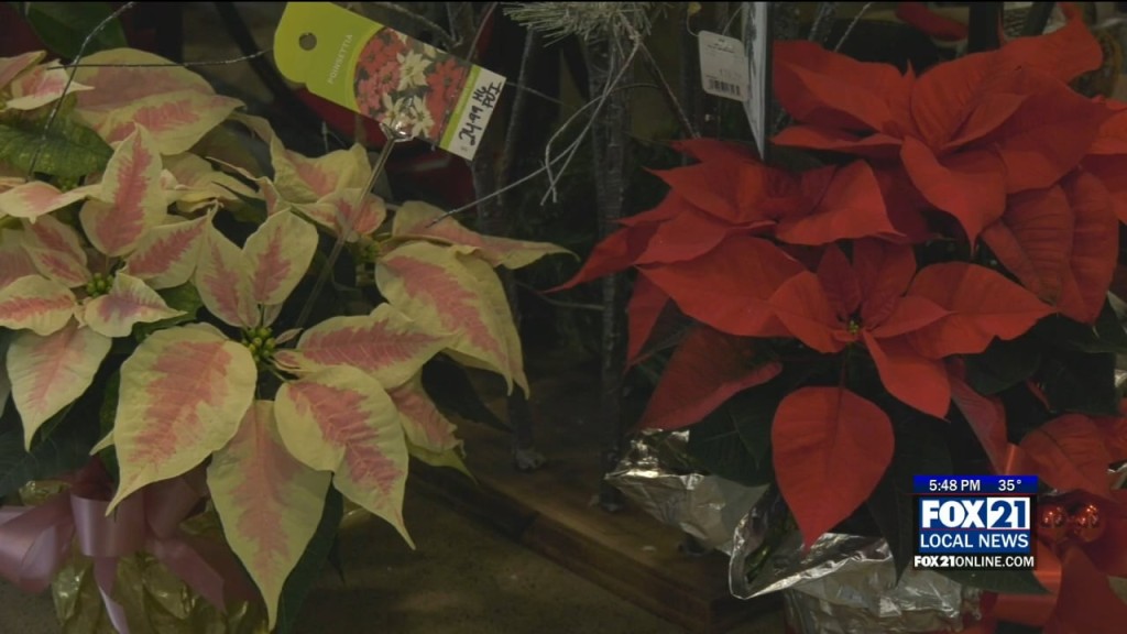 Poinsettias