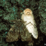Spongy Moth