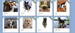 Pet Pics Ice Festival