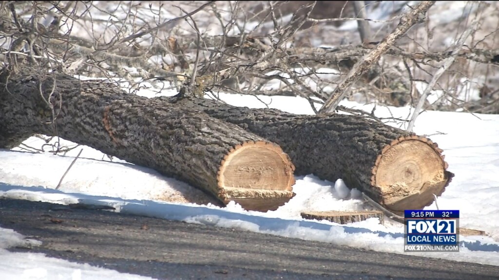 Brighton Beach Trees