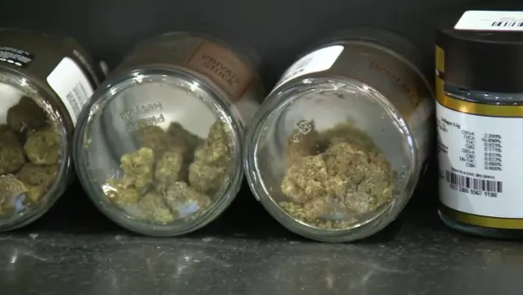 Marijuana Goes To Senate