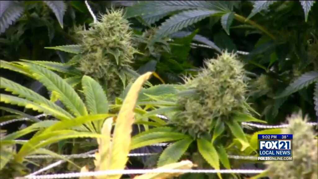 Senate Approves Marijuana