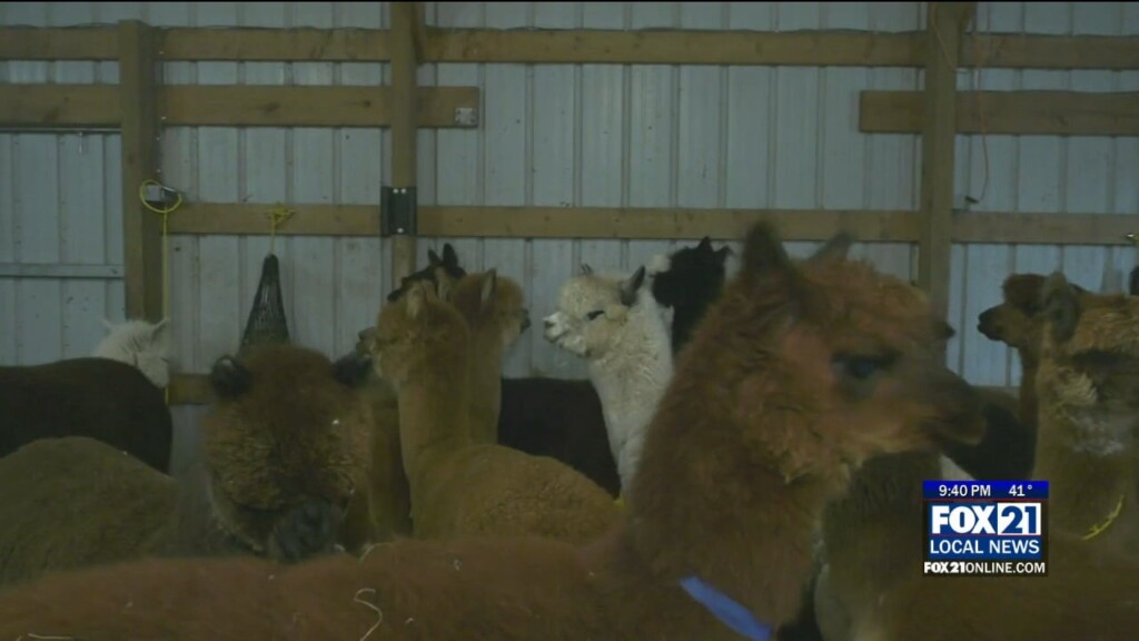 Alpacas