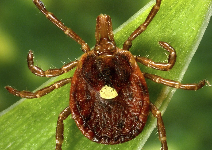 Tick Allergies