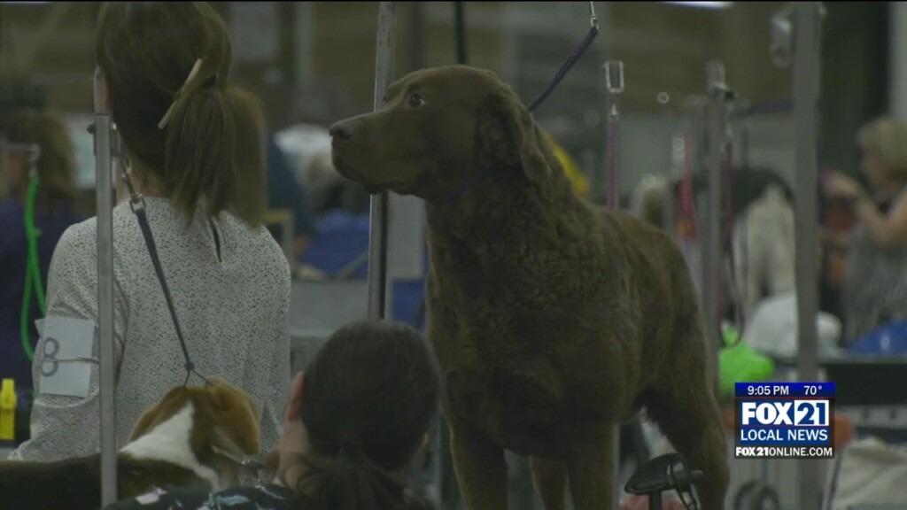 Dog Show