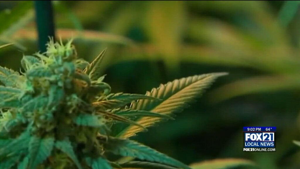 City Counsil Marijuana Orderence