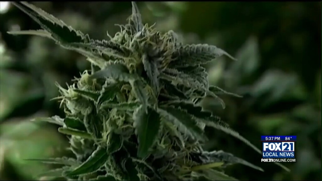 Opposition To Marijuana Orinance