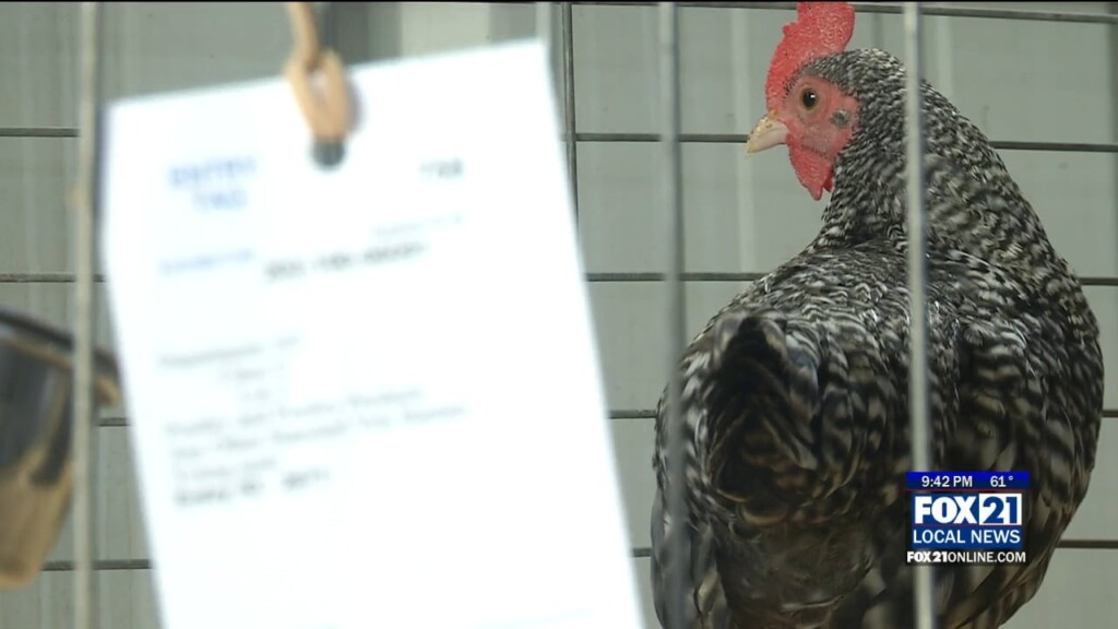 Bayfeild County Fair