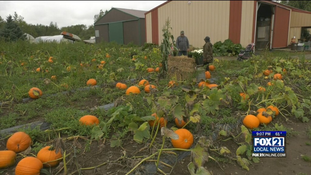 Farmer Doug's Pumpkins
