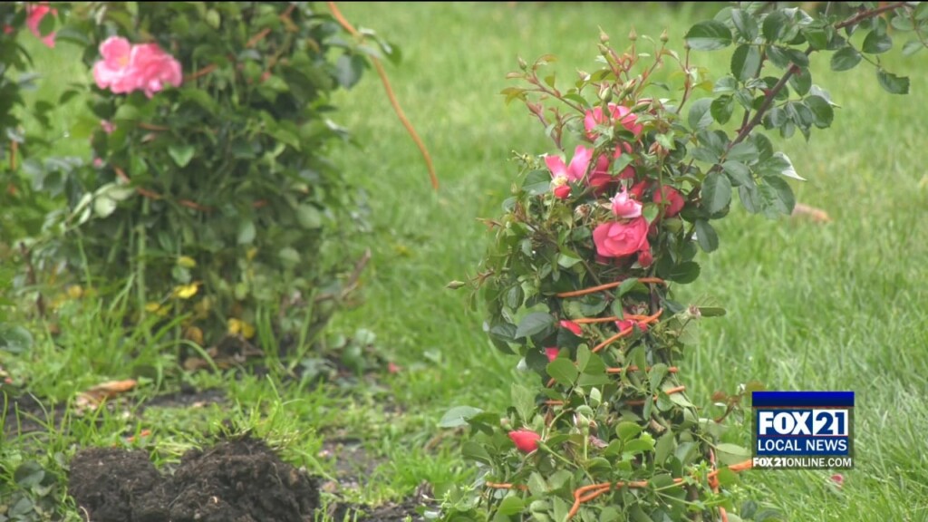 Tipping Of The Roses