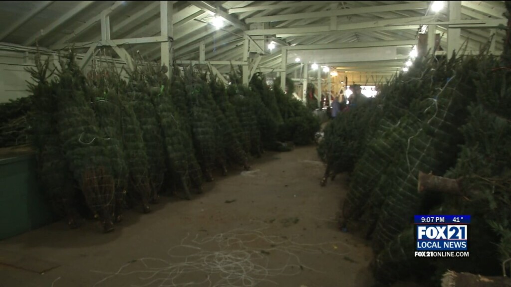 Hoffbauer Christmas Trees