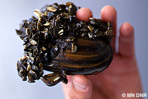 Zebra Mussel
