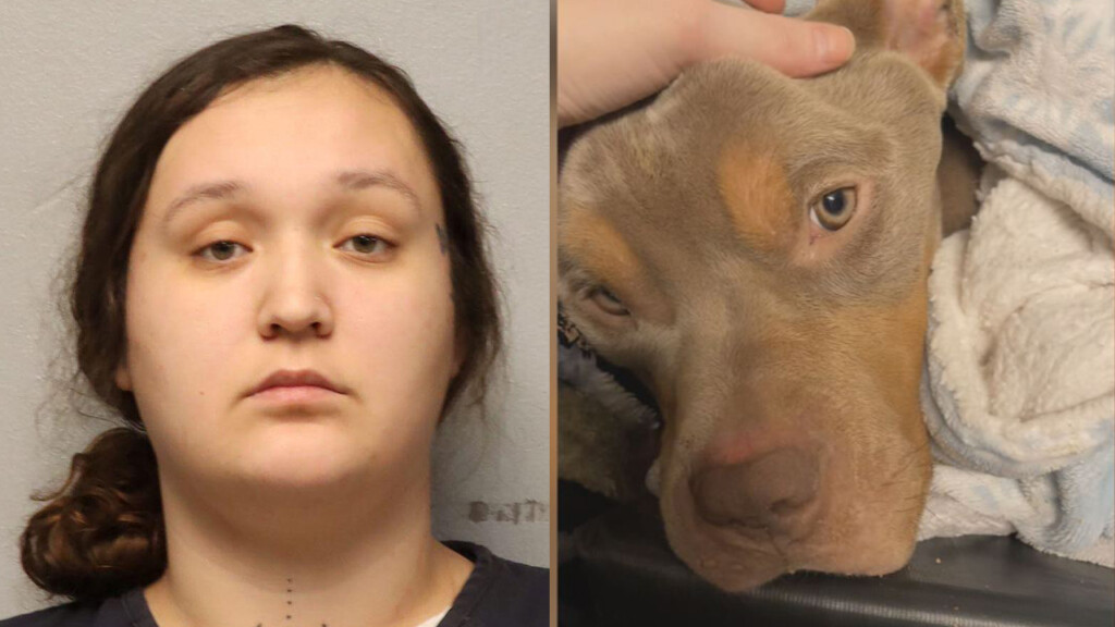 Animalneglectcharges