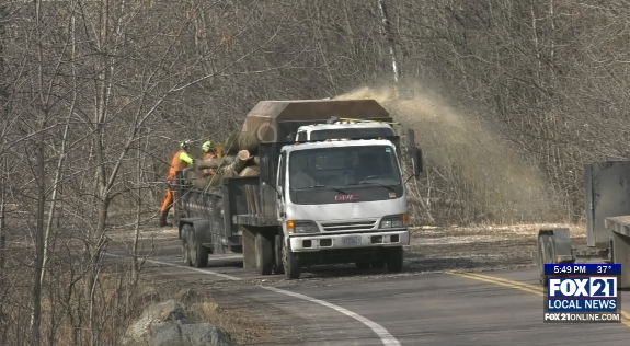 Tree Removal Skyline