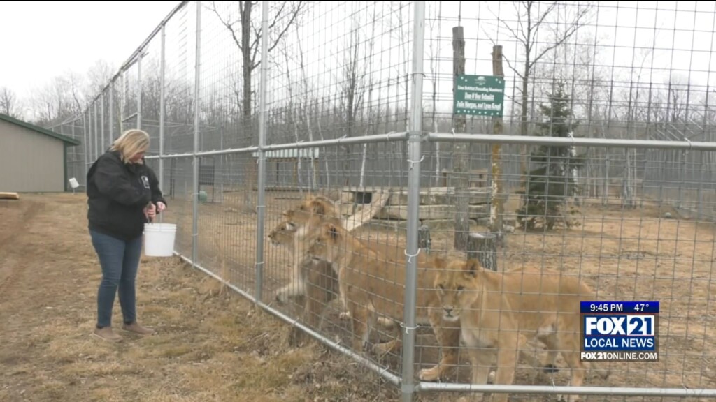 Kyn: Wildcat Sanctuary