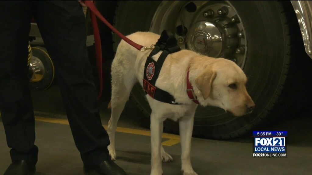 Dfd Arson Dog