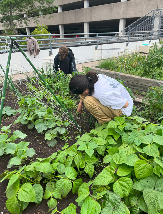Summer Food Corps Ots