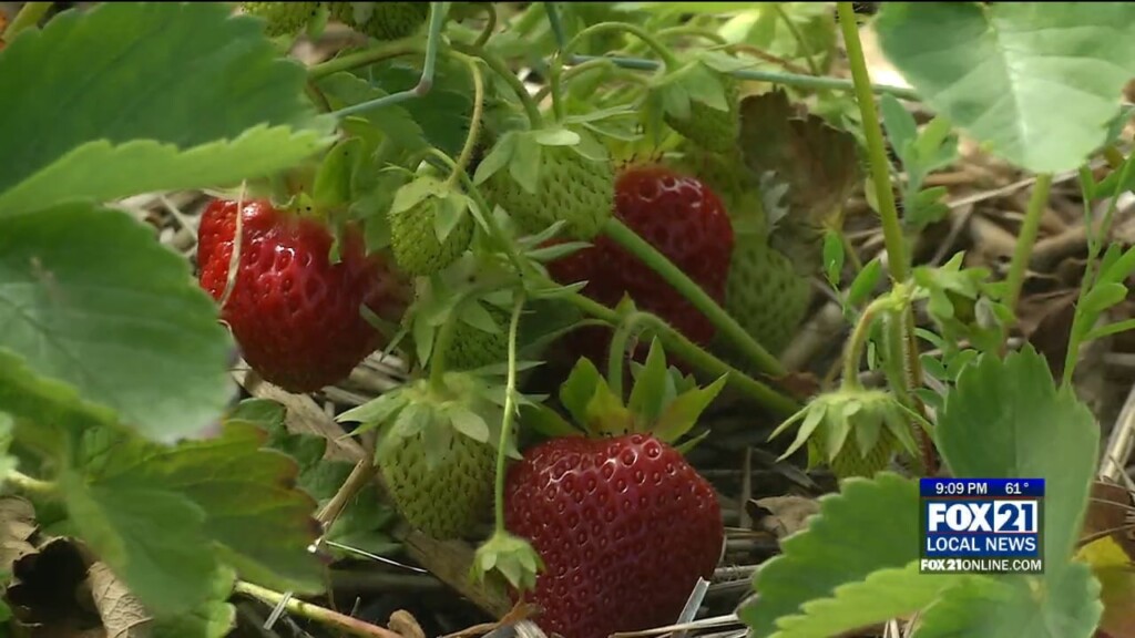 Happy Critters Farms