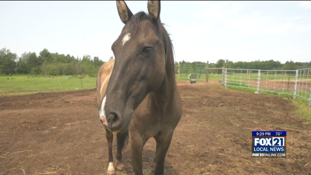 Ojibqwe Horses