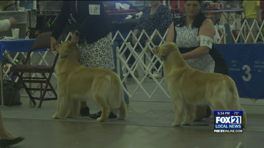 Dog Show