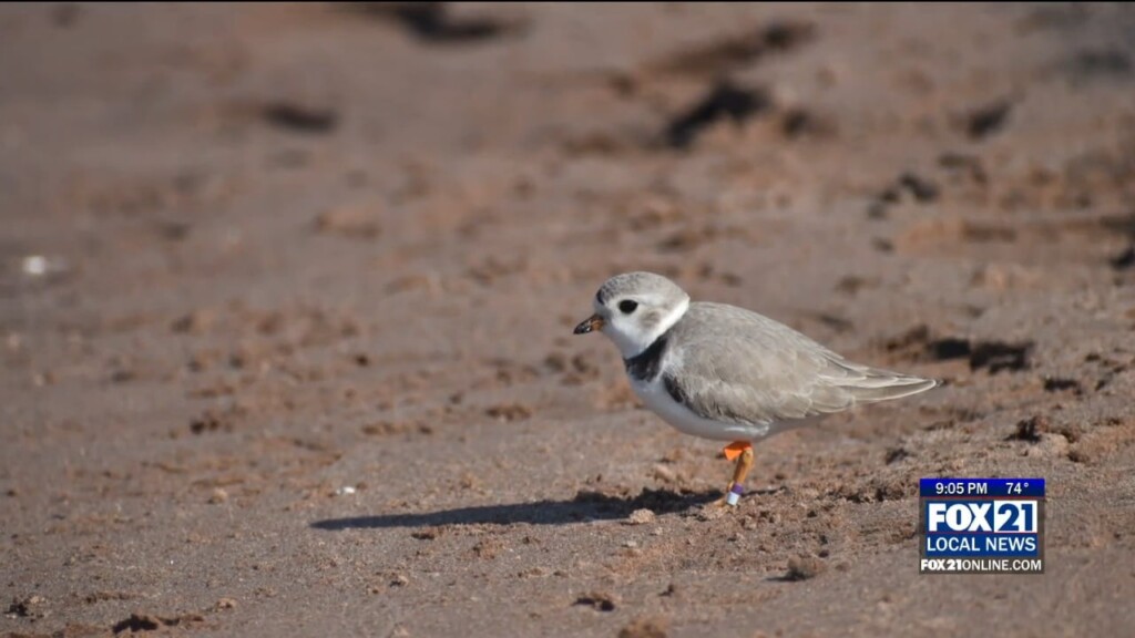 Plover