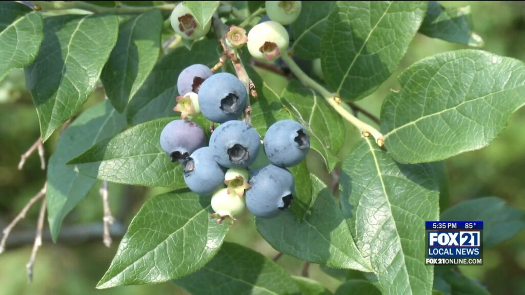 Blueberries