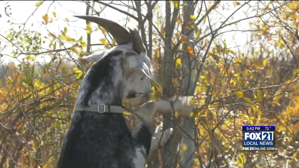 Superiorgoatspreview