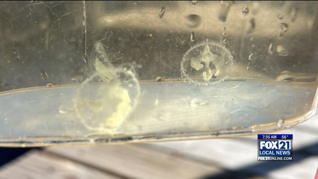 Freshwater Jellyfish