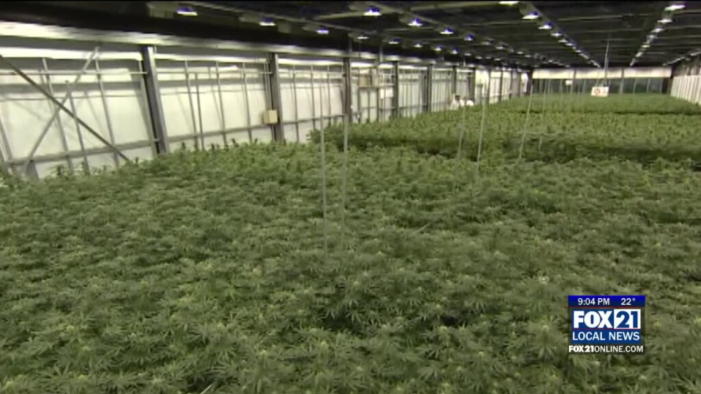 Court Postpone Weed Lottery