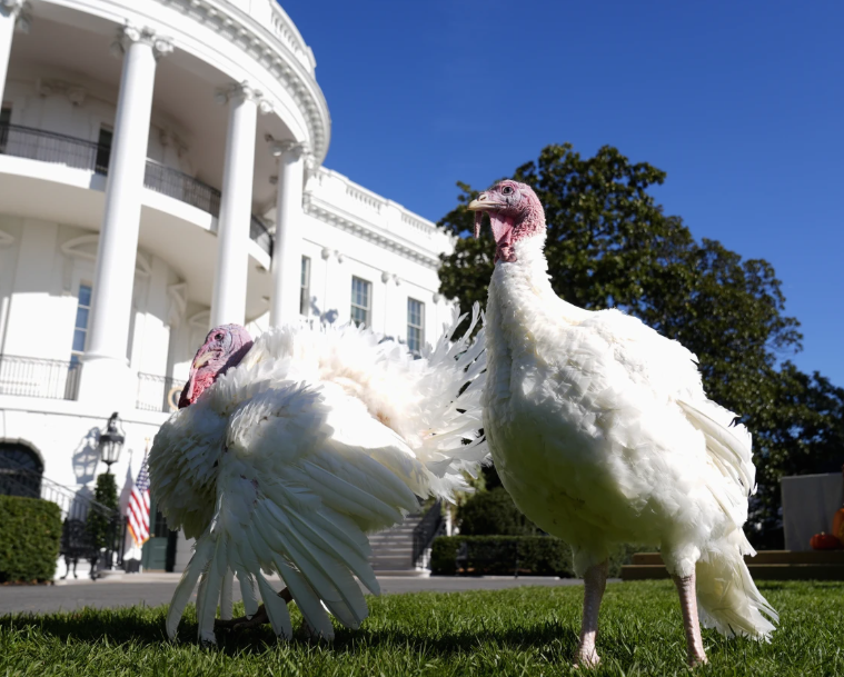 Turkey Pardons