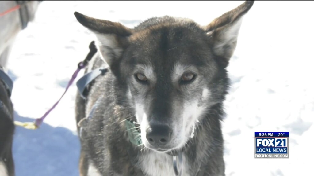 Northern Pines Dog Sled Race