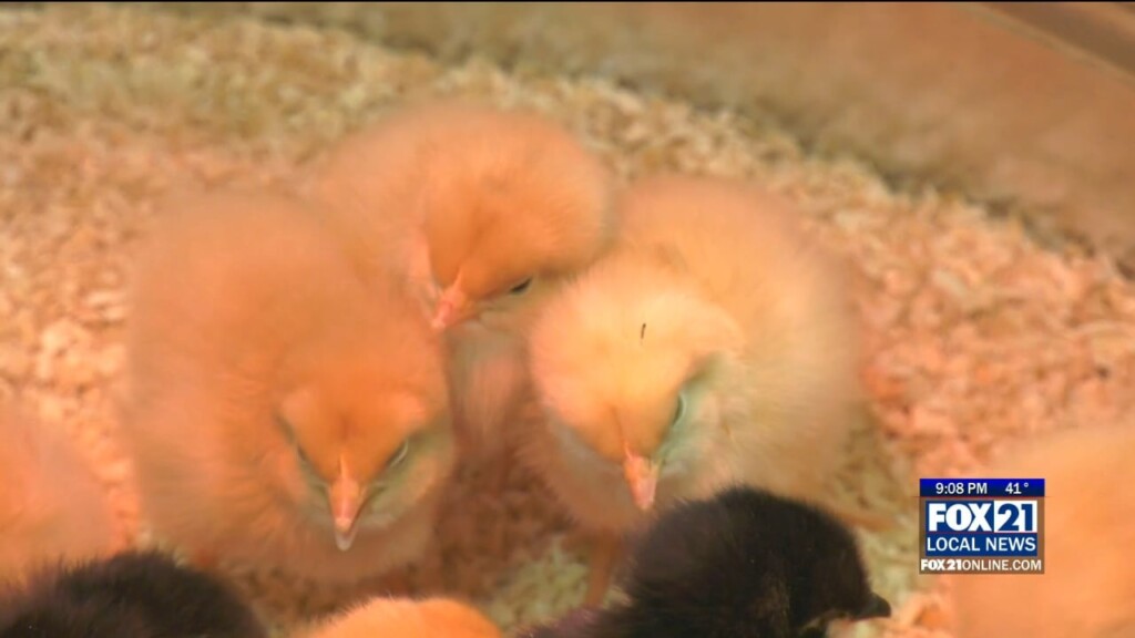Live Chicks Fleet Farm