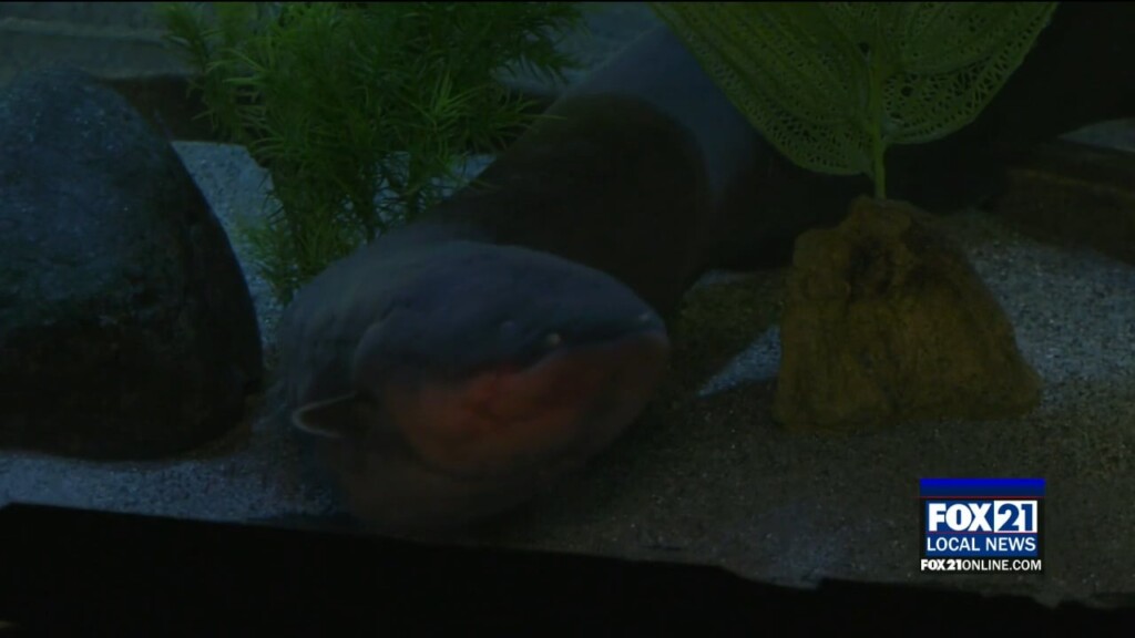 Seaquest Rescue Animals On Display At Great Lakes Aquarium