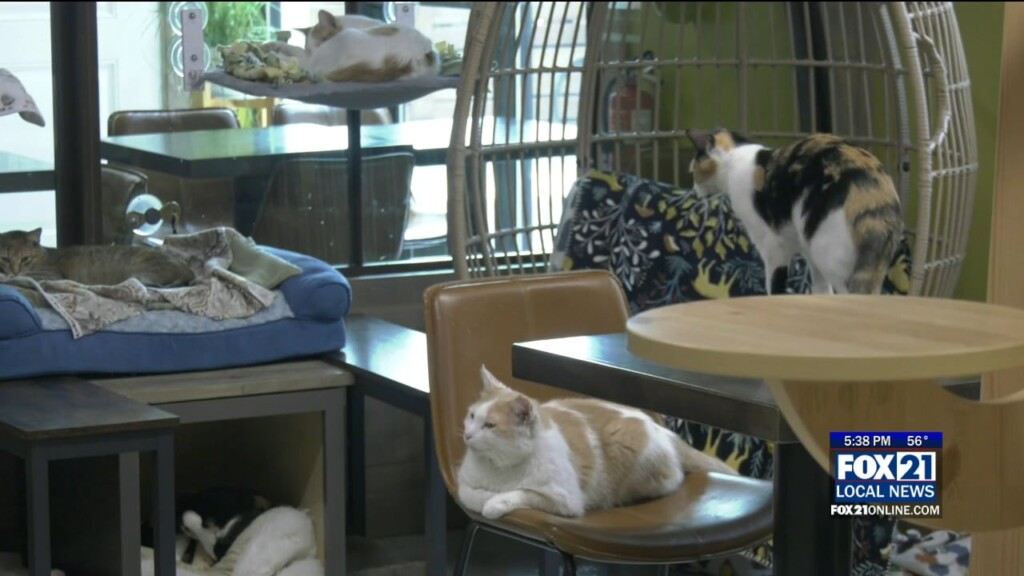 Wired Whisker Bash Preview