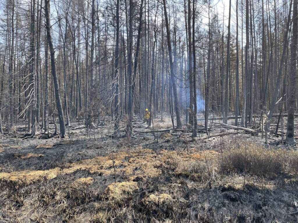 Fire impacted forest area on the Camp House Fire