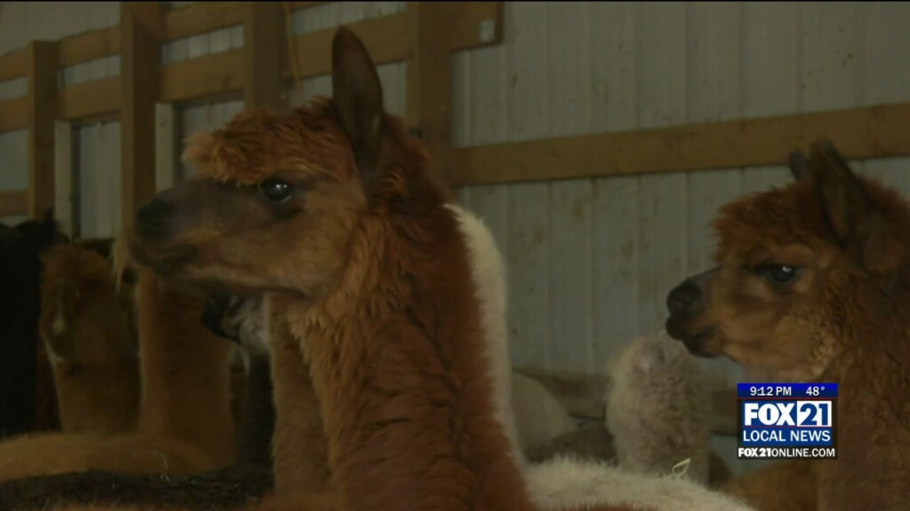 Alpaca Shearing