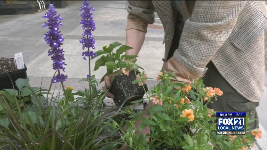 Flowers Fill Downtown Duluth Planters