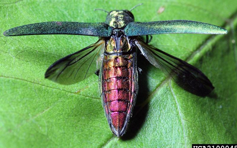 Adult emerald ash borers have a bright metallic red back (dorsal).