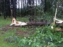 Kelsey, MN Tree Damage
