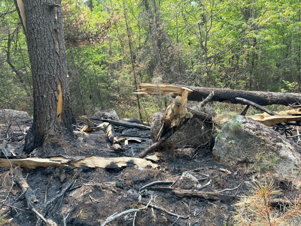 Horse River Fire - Point of Origin Photo of the lightning strike tree.