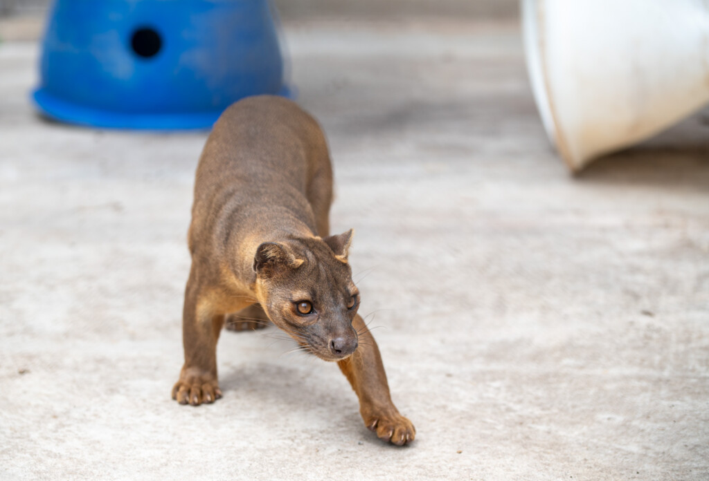 Fossa