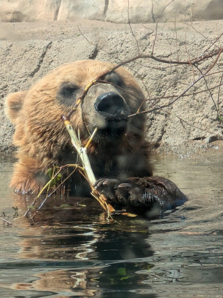 Alaskan Coastal brown bear "Tundra"