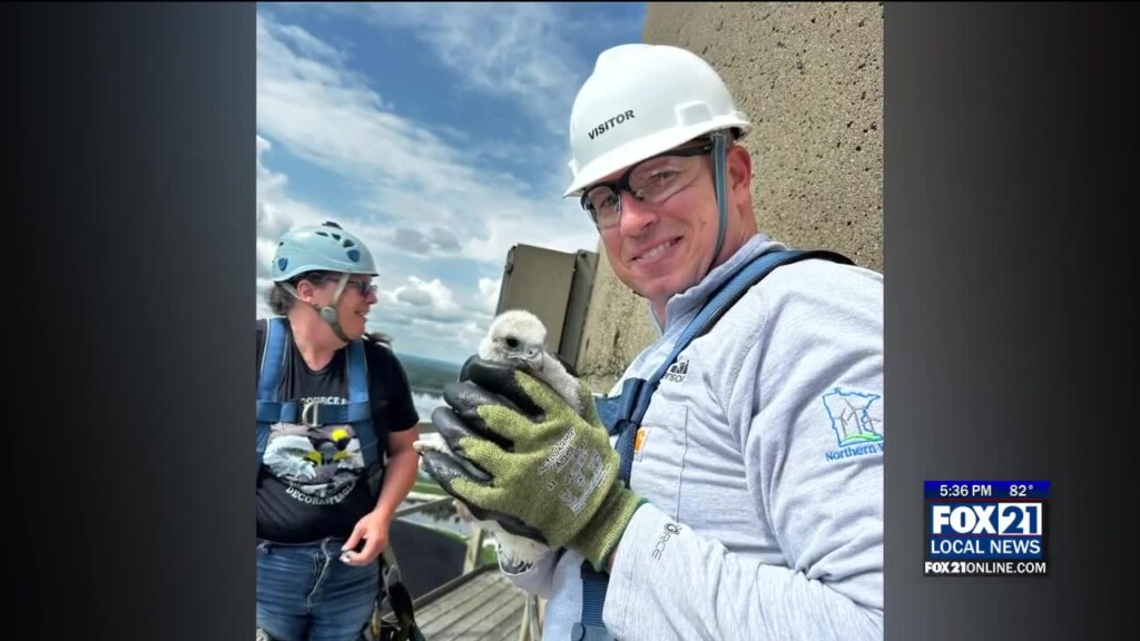 Peregrine Falcon Chicks