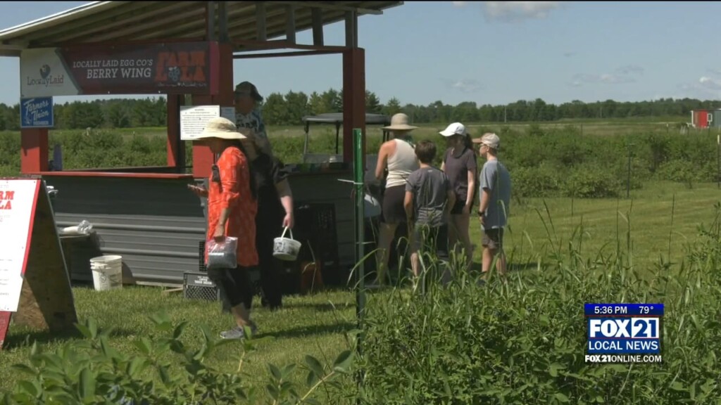 Honeyberry Season Begins