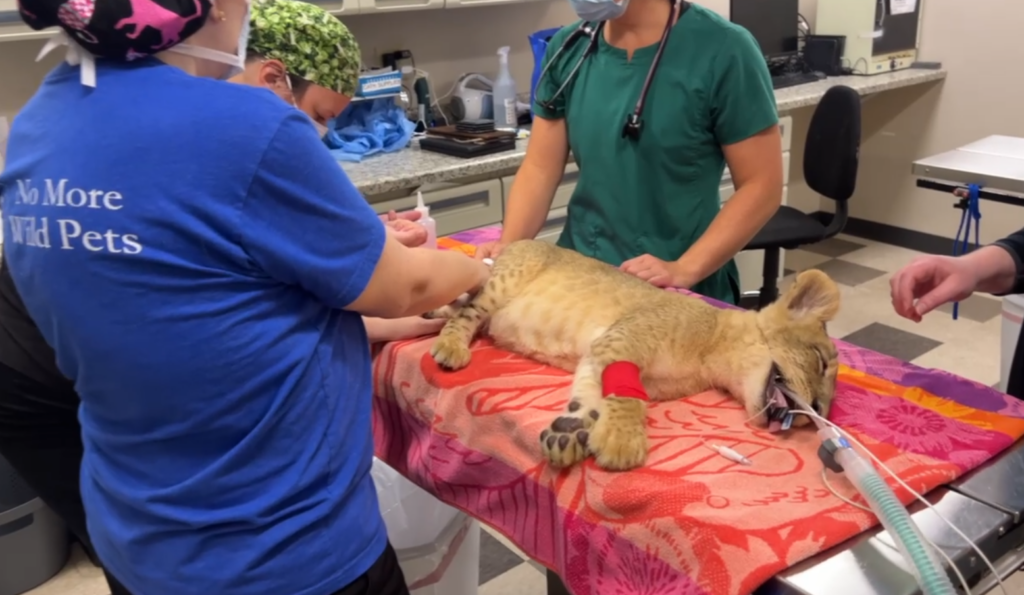 Mango the Lion Cub's surgery 7/28/25
