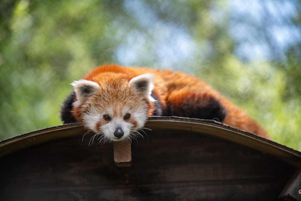 Wiley, Male Red Panda