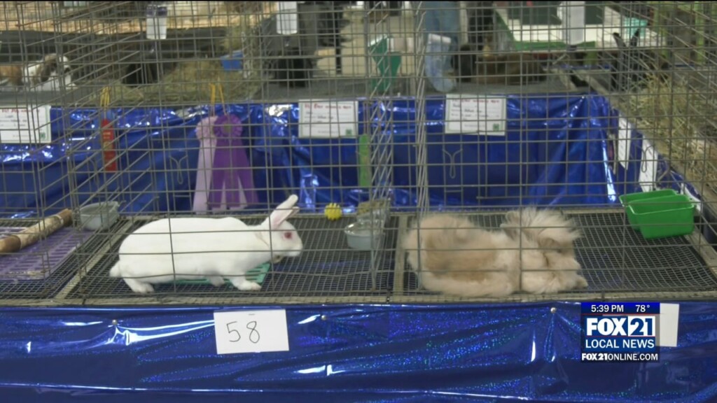 St. Louis County Fair Kicks Off With 4 H Shows