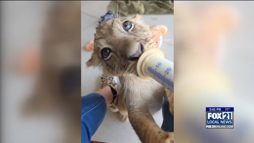 Canadian Lions Rescue Pkg