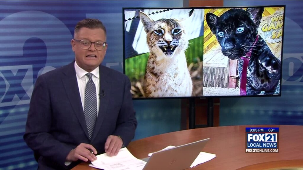 'the Wildcat Sanctuary' Takes In Four Seized Big Cats