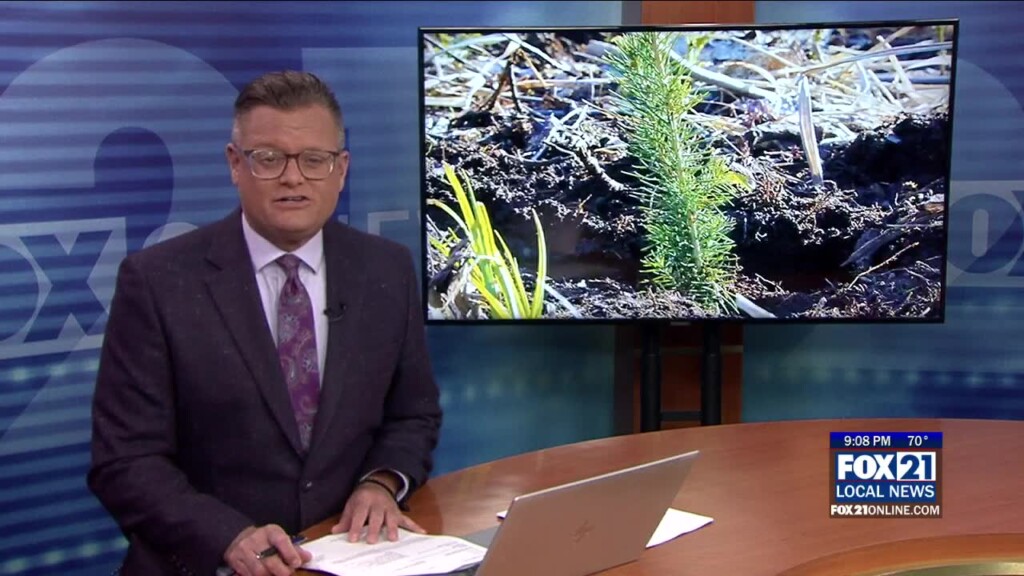 The Nature Conservancy Plants 2.5 Million Trees In Minnesota In 2025